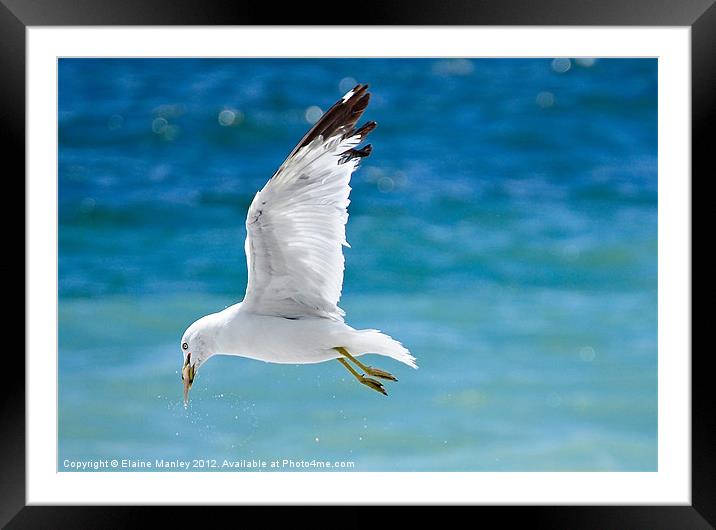Seagull with Fish Framed Mounted Print by Elaine Manley