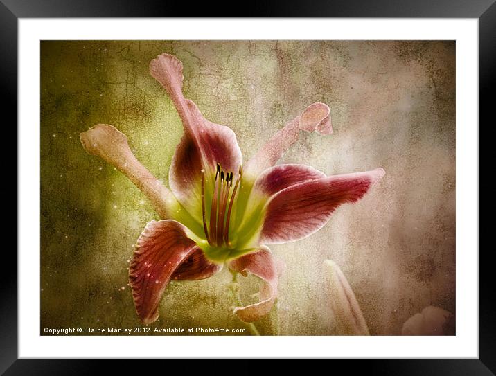 Day Lily Beauty Flower Framed Mounted Print by Elaine Manley