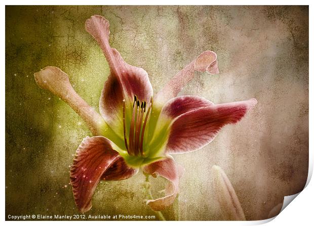 Day Lily Beauty Flower Print by Elaine Manley