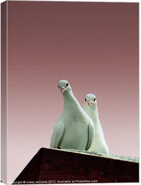 Pigeons in the pink Canvas Print by Linsey Williams
