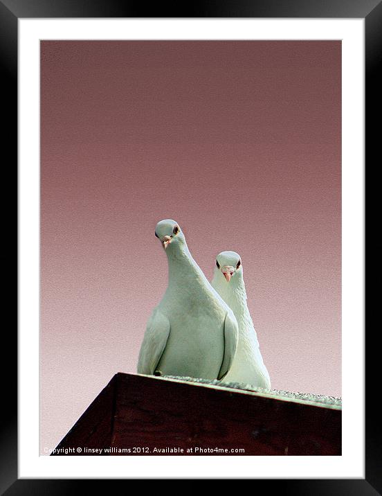 Pigeons in the pink Framed Mounted Print by Linsey Williams