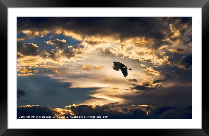 Heron Night Flight Framed Mounted Print by Steven Else ARPS