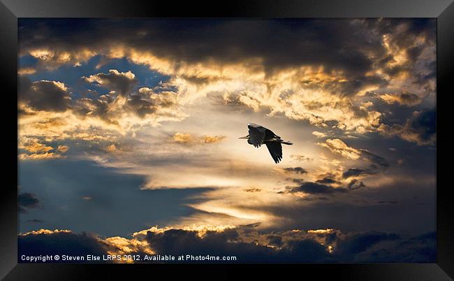 Heron Night Flight Framed Print by Steven Else ARPS