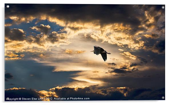 Heron Night Flight Acrylic by Steven Else ARPS