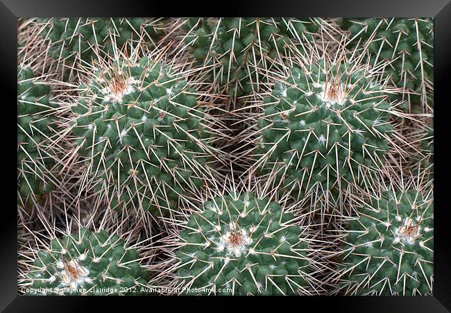 Spiky cactus Framed Print by stephen clarridge