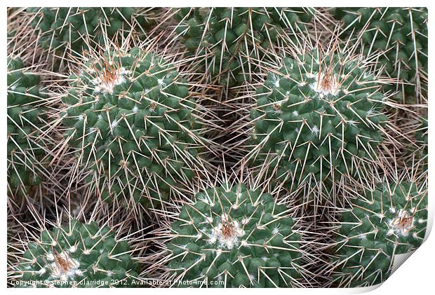 Spiky cactus Print by stephen clarridge