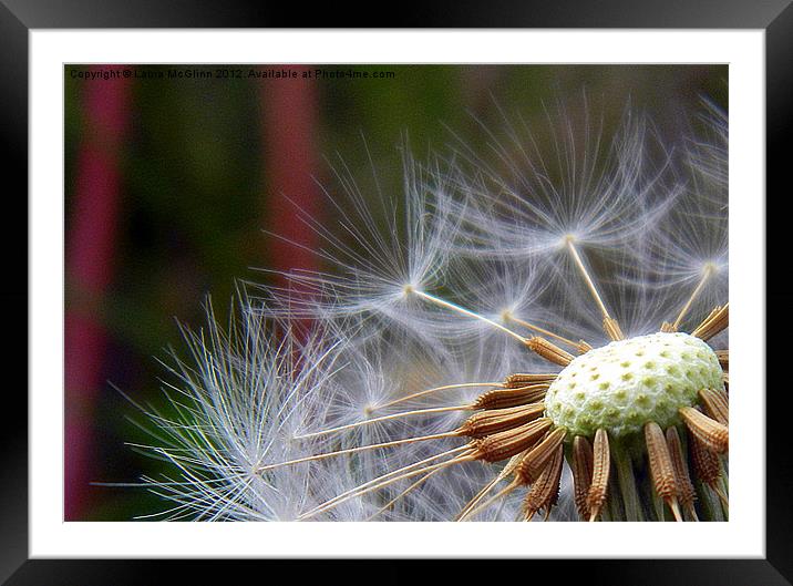 Making Wishes Framed Mounted Print by Laura McGlinn Photog