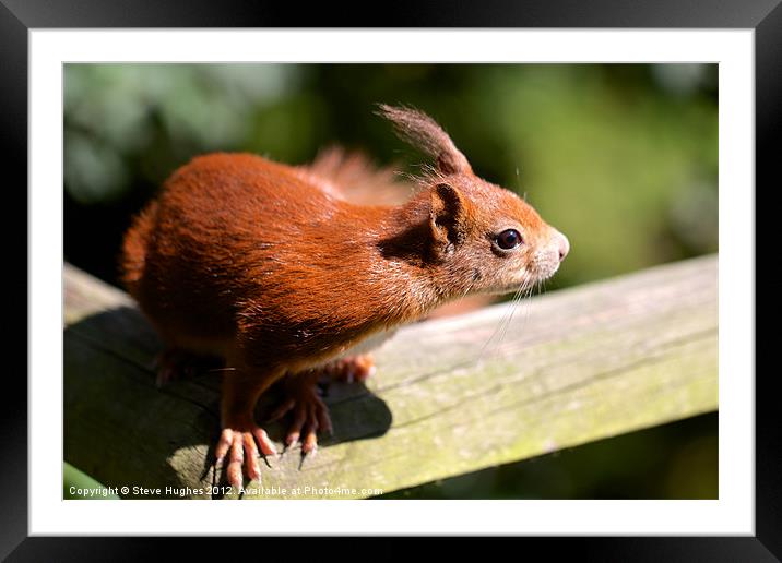 British Red Squirrel Framed Mounted Print by Steve Hughes