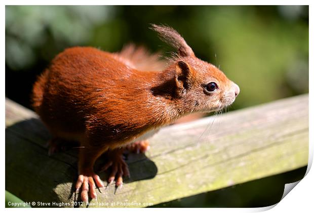 British Red Squirrel Print by Steve Hughes