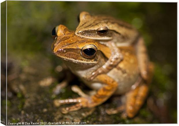 Amplexus - frogs mating Canvas Print by Zoe Ferrie