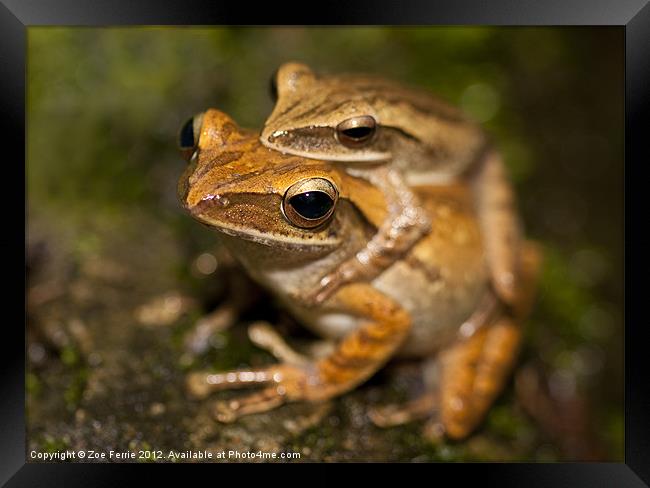 Amplexus - frogs mating Framed Print by Zoe Ferrie