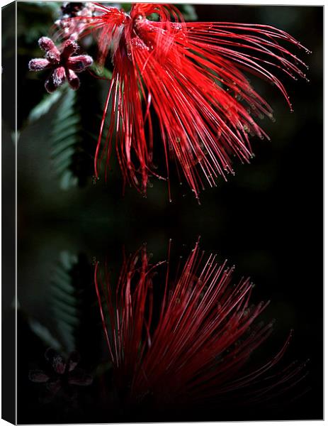 Red Bird of Paradise Canvas Print by Isabel Antonelli