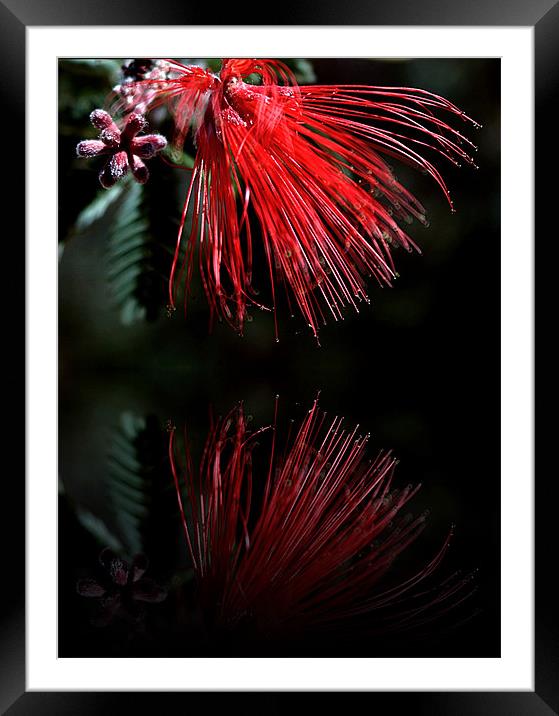 Red Bird of Paradise Framed Mounted Print by Isabel Antonelli