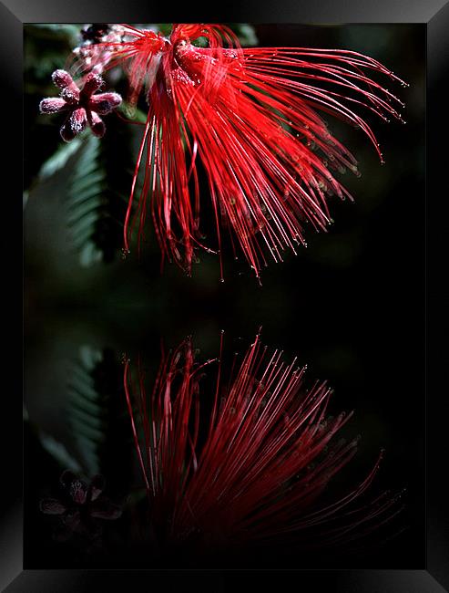 Red Bird of Paradise Framed Print by Isabel Antonelli