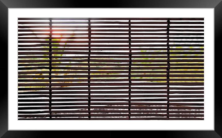 Sun over trees through Bamboo blinds Framed Mounted Print by Arfabita  