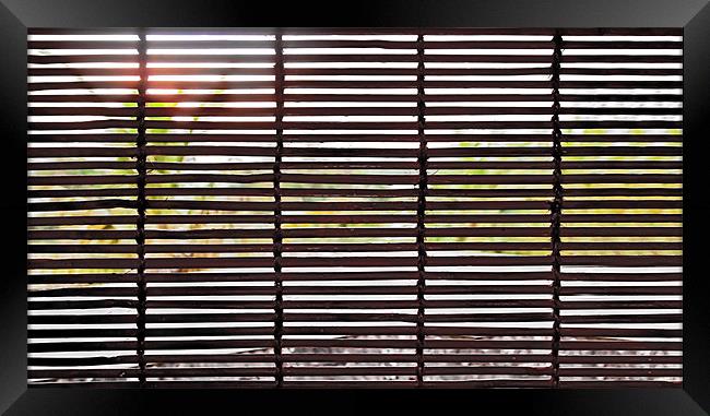 Sun over trees through Bamboo blinds Framed Print by Arfabita  