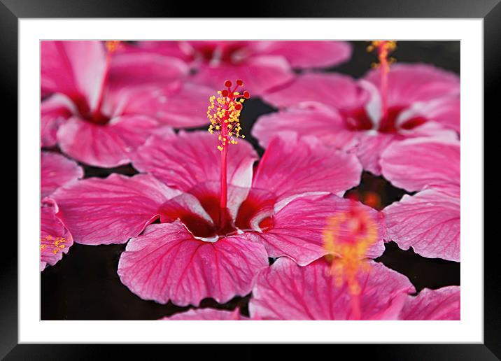 Close up of Pink Fluted Hibiscus Framed Mounted Print by Arfabita  