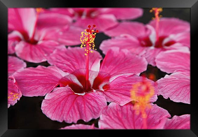 Close up of Pink Fluted Hibiscus Framed Print by Arfabita  