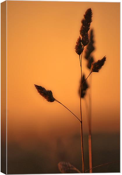 Wild Grass at Sunset Canvas Print by Dawn Cox