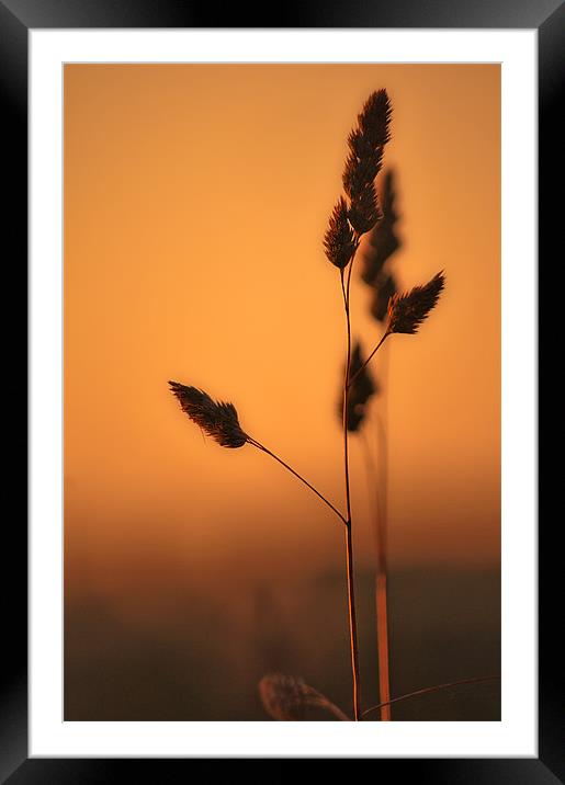 Wild Grass at Sunset Framed Mounted Print by Dawn Cox