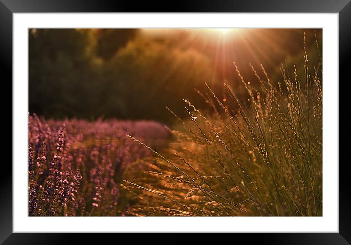 Lavender field near sunset Framed Mounted Print by Dawn Cox