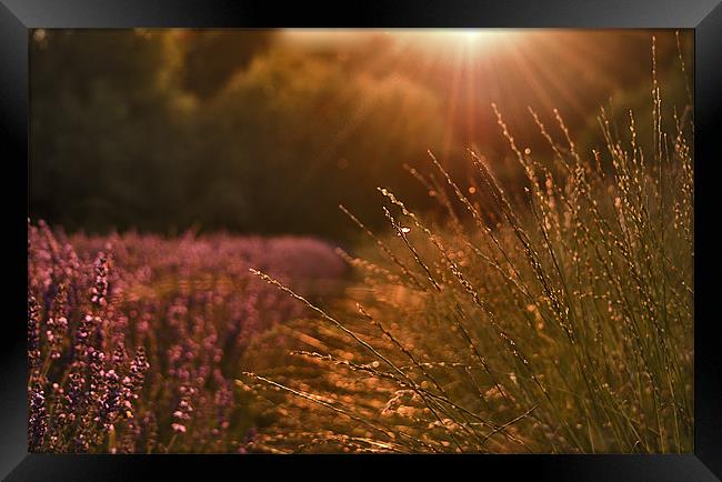 Lavender field near sunset Framed Print by Dawn Cox