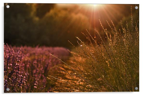 Lavender field near sunset Acrylic by Dawn Cox