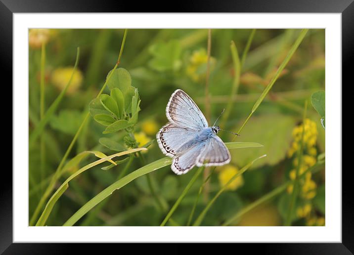 Chalkhill Butterfly Framed Mounted Print by Nicola Brighton