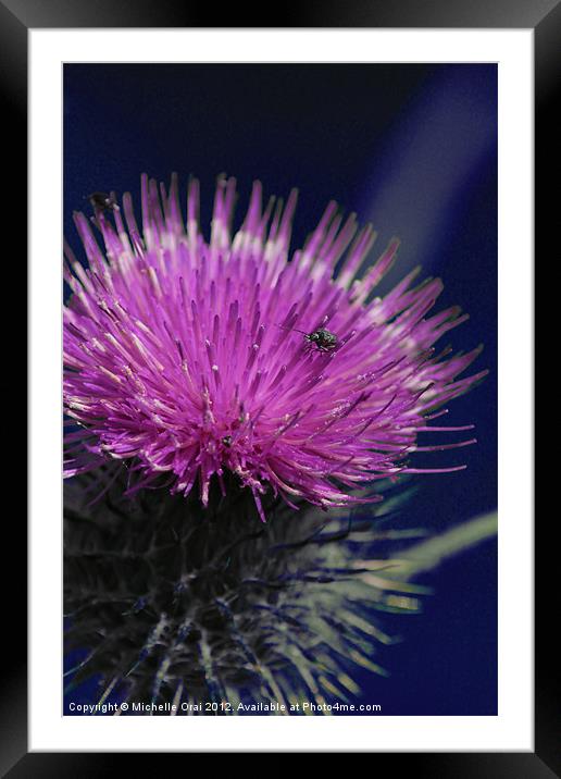 Pink Thistle Framed Mounted Print by Michelle Orai