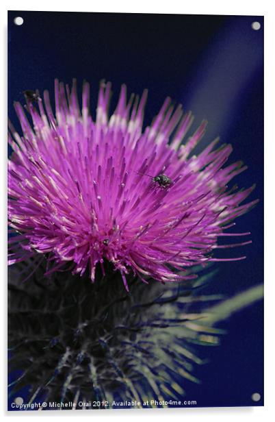 Pink Thistle Acrylic by Michelle Orai