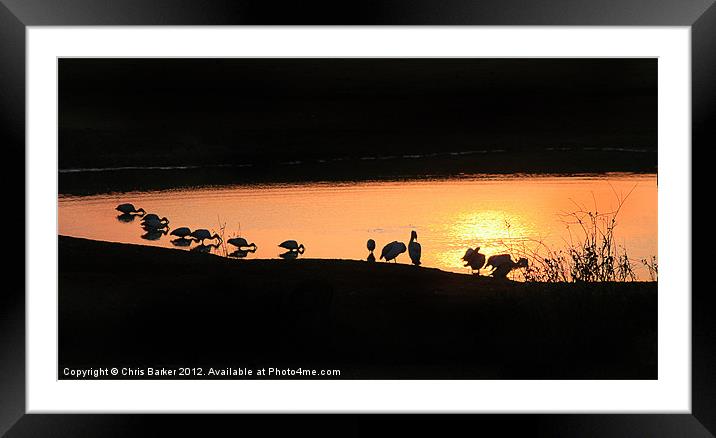 Waterhole at Dawn Framed Mounted Print by Chris Barker