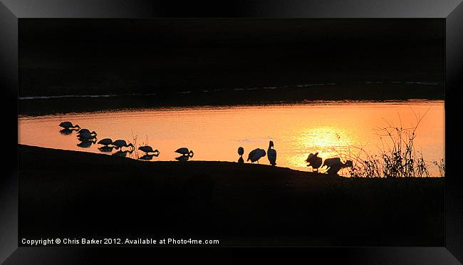 Waterhole at Dawn Framed Print by Chris Barker