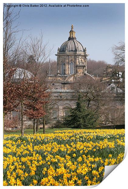 Dafodils at Castle Howard Print by Chris Barker