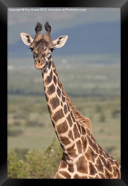 Giraffe Portrait Framed Print by Roy Evans