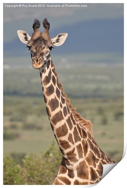 Giraffe Portrait Print by Roy Evans