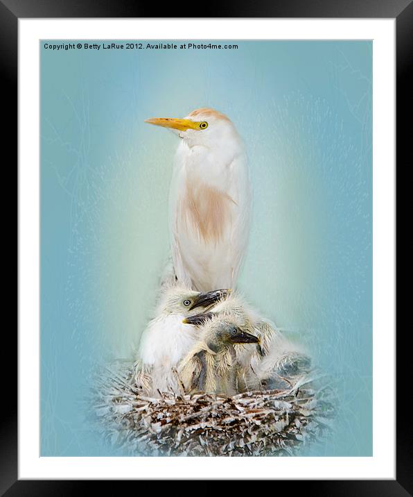 Cattle Egret with Chicks Framed Mounted Print by Betty LaRue
