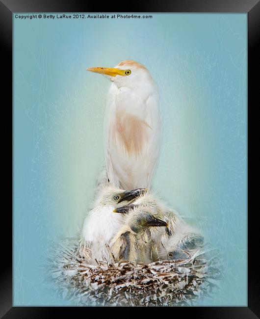 Cattle Egret with Chicks Framed Print by Betty LaRue