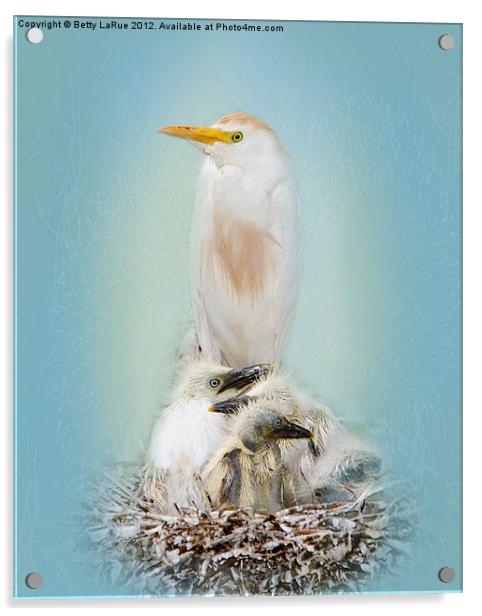 Cattle Egret with Chicks Acrylic by Betty LaRue