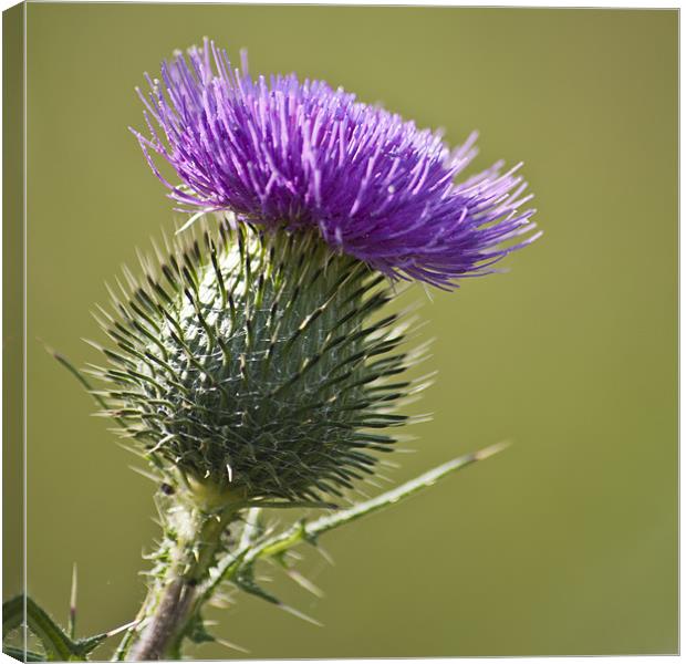 Spear Thistle Canvas Print by Steve Purnell