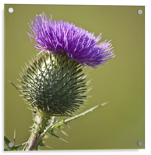 Spear Thistle Acrylic by Steve Purnell
