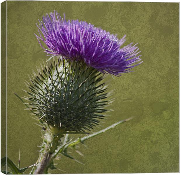 Spear Thistle with Texture Canvas Print by Steve Purnell