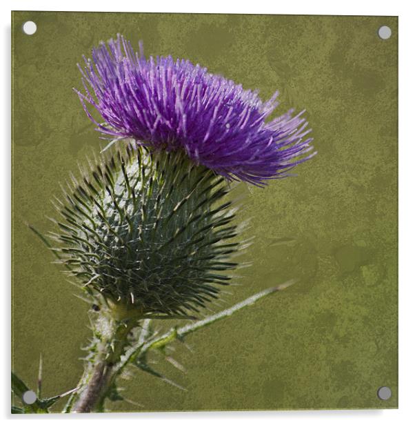 Spear Thistle with Texture Acrylic by Steve Purnell