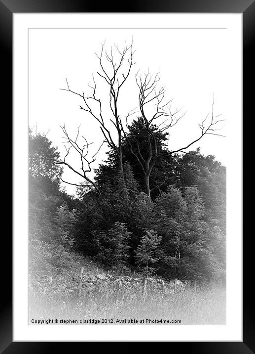 Old tree at Chee dale Framed Mounted Print by stephen clarridge