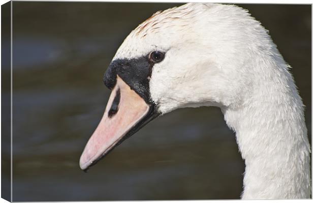The Swans Head Canvas Print by Steve Purnell