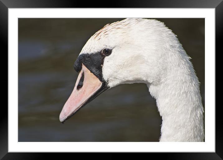 The Swans Head Framed Mounted Print by Steve Purnell