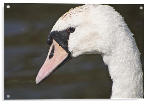 The Swans Head Acrylic by Steve Purnell