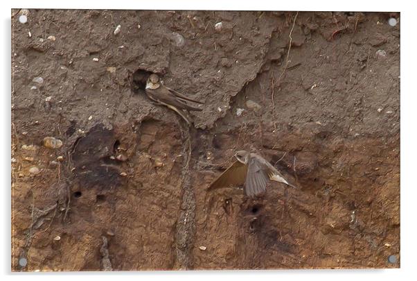 Sand Martins at Nest Hole Acrylic by Bill Simpson