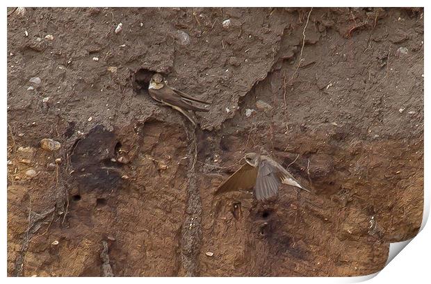 Sand Martins at Nest Hole Print by Bill Simpson