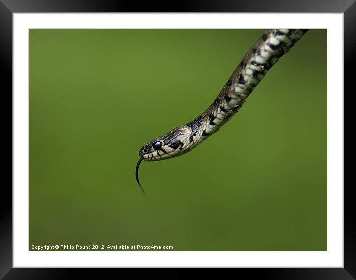 Grass Snake Framed Mounted Print by Philip Pound