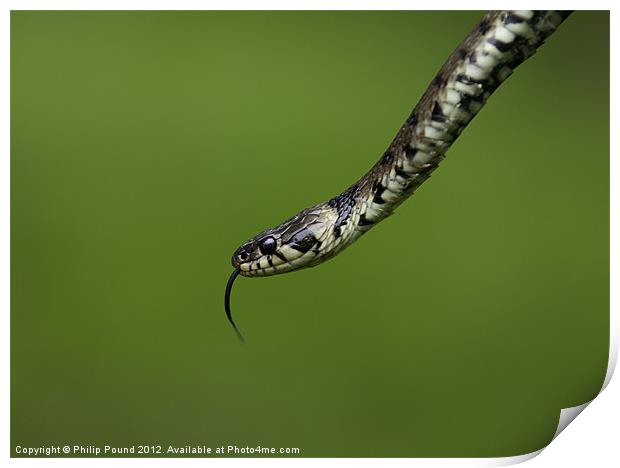 Grass Snake Print by Philip Pound